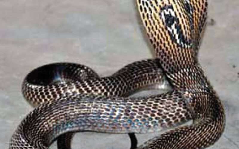 झापामा बिसालु सर्पले टोकेर एक बालिकाको मृत्यु