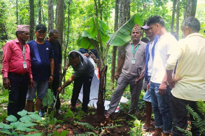 वन्यजन्तुको आहारका लागि सामुदायिक वनमा फलफूलका बिरुवा रोपिए