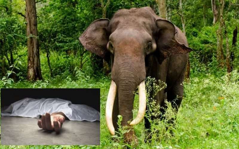 दमकमा जङ्गली हात्तीको आक्रमणबाट एकजनाको मृत्यु