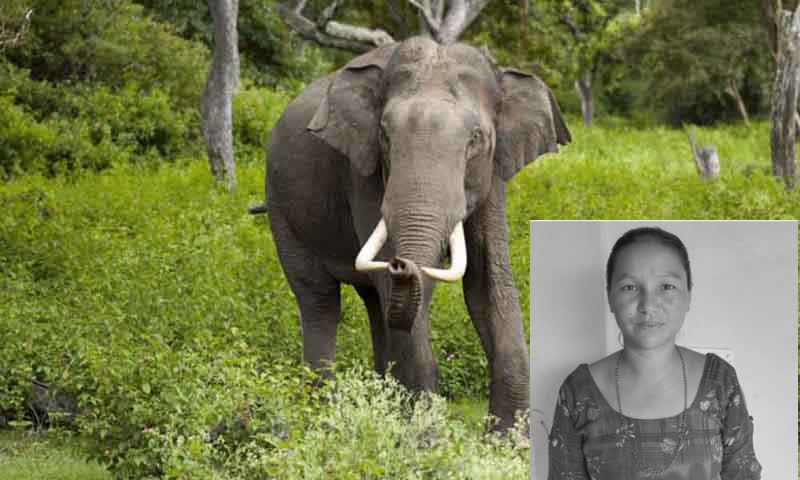 हात्तीको आक्रमणबाट घाइते राजबंशीको उपचारको क्रममा मृत्यु