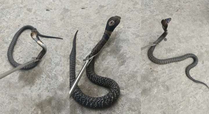 तराईमा गर्मी बढेसँगै सर्पको बिगबिगी ! विराटनगरमा भेटियो। दुर्लभ प्रजातिको कोब्रा