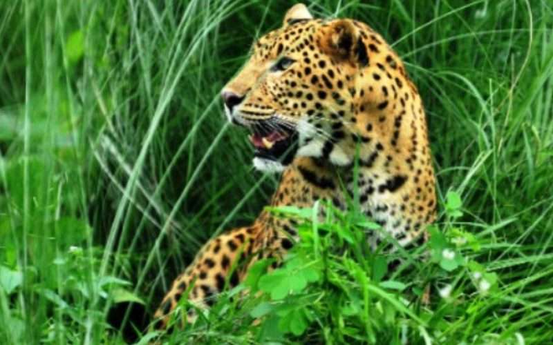 मेचीनगरमा चितुवा आतंक स्थानीय त्रसित