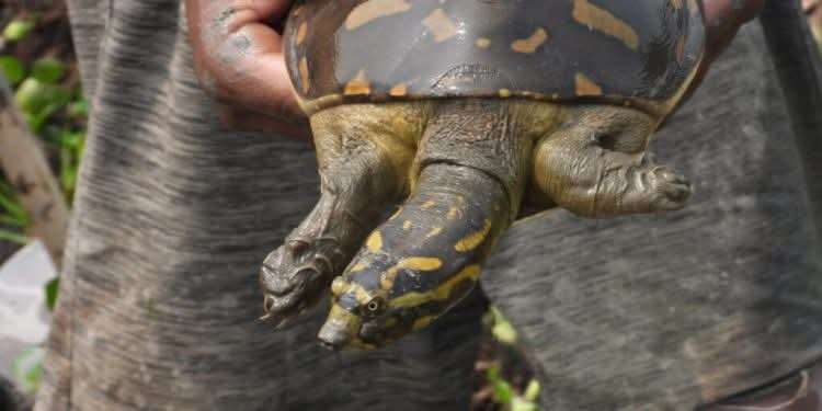 जेन-जी आन्दोलनमा हुलदंगासँगै झापाबाट दुर्लभ कछुवा चोरी